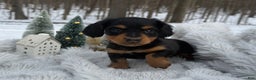 Miniature Dachshund dogs for sale: Tinsel - Ad 2
