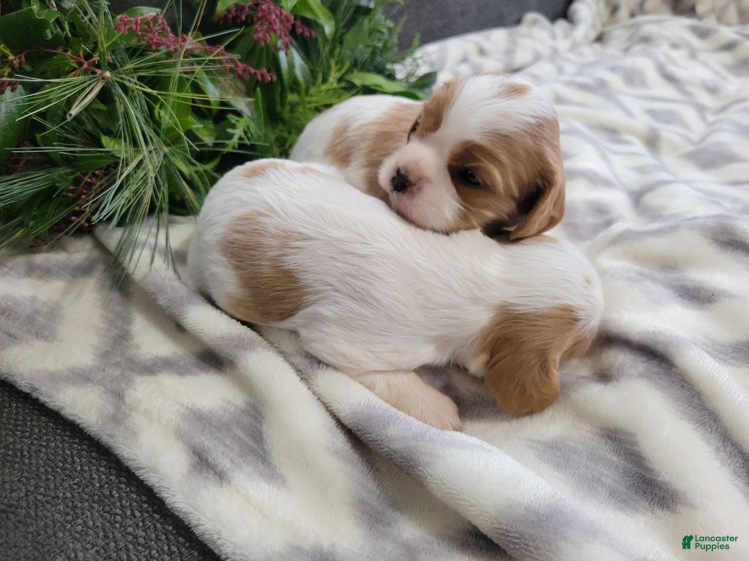 Cavalier King Charles Spaniel dogs for sale: Molly - Ad 3