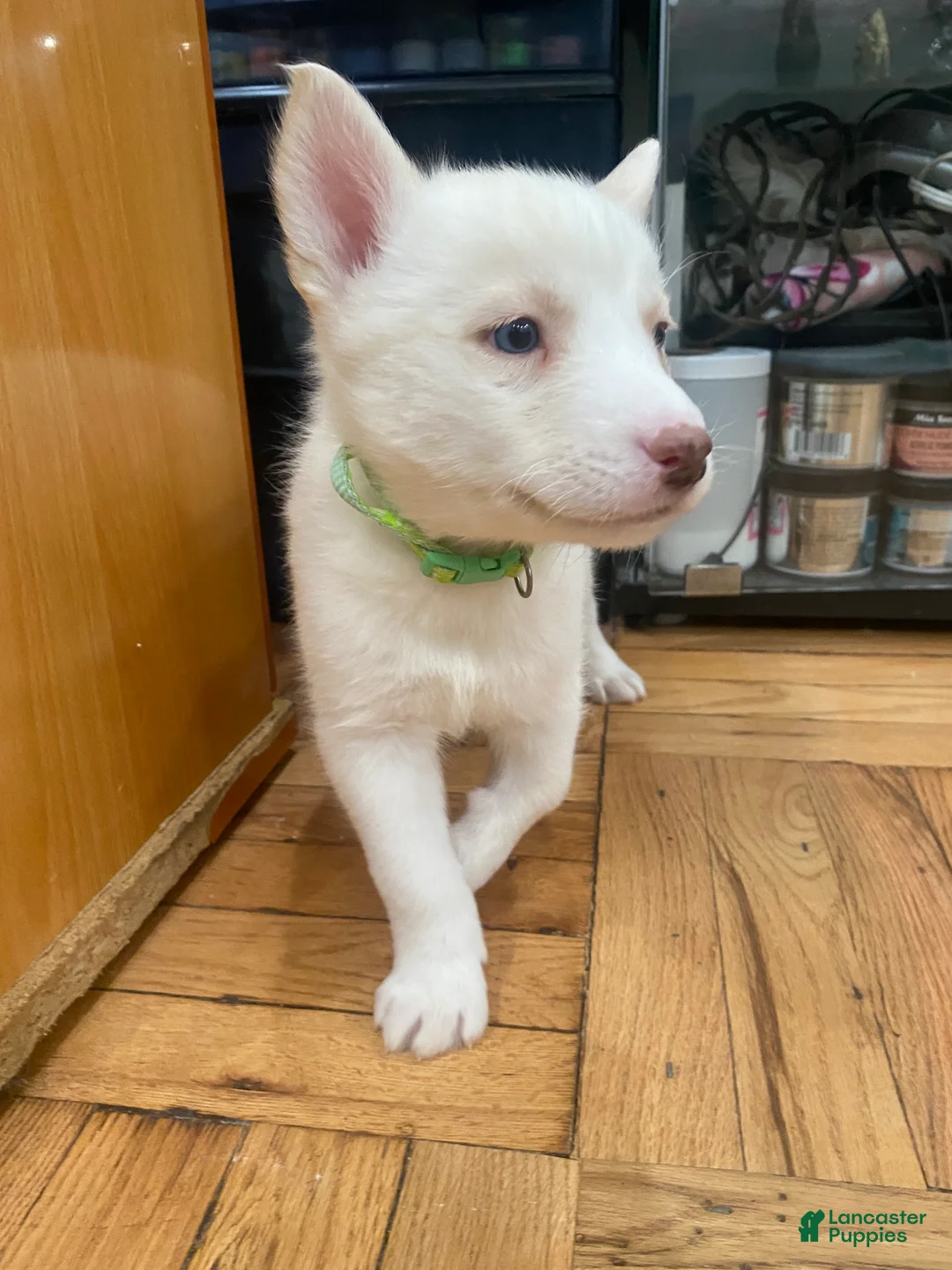 Siberian Husky dogs for sale: Mimi - Ad 2