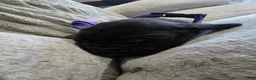 Mixed Breed dogs for sale: Purple - Ad 11