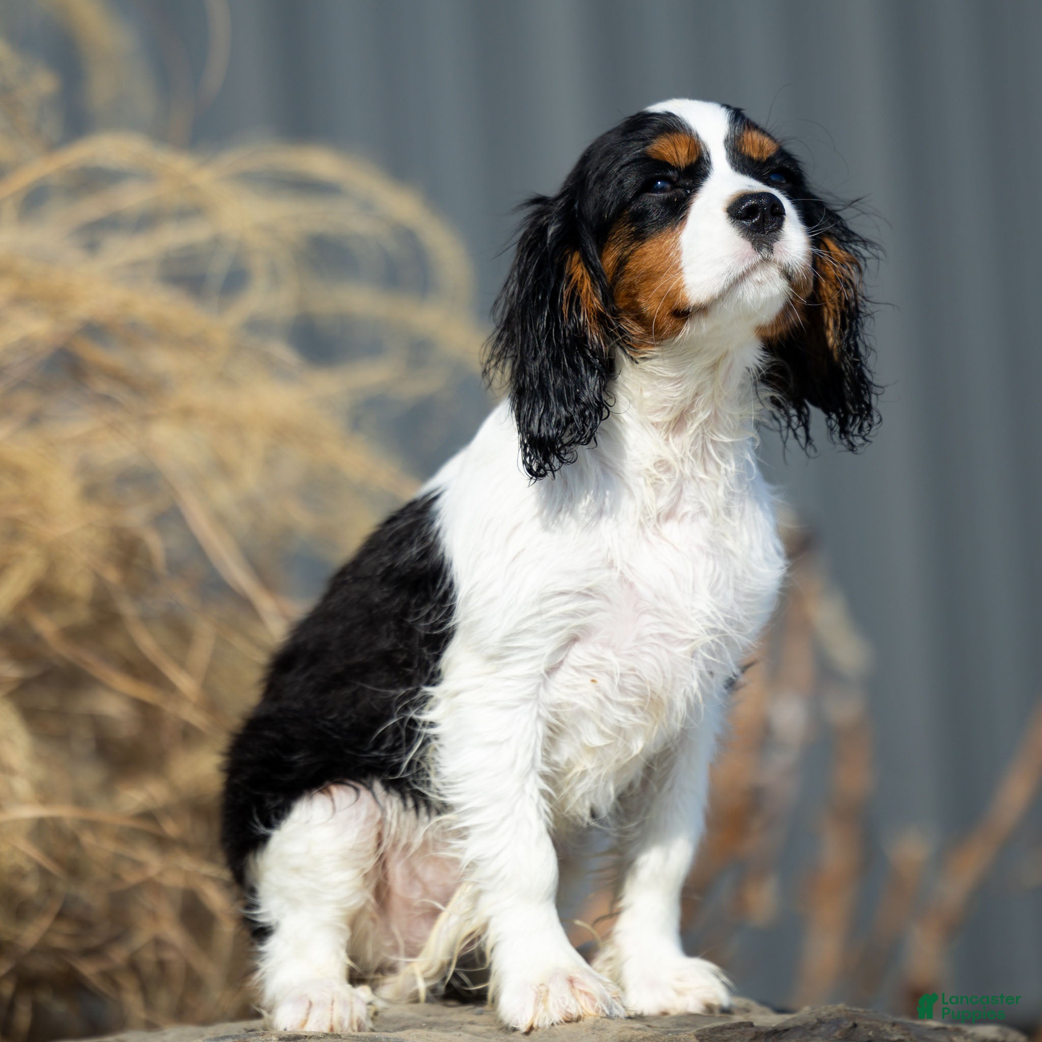 Cavalier King Charles Spaniel dogs Baxter - Ad 2