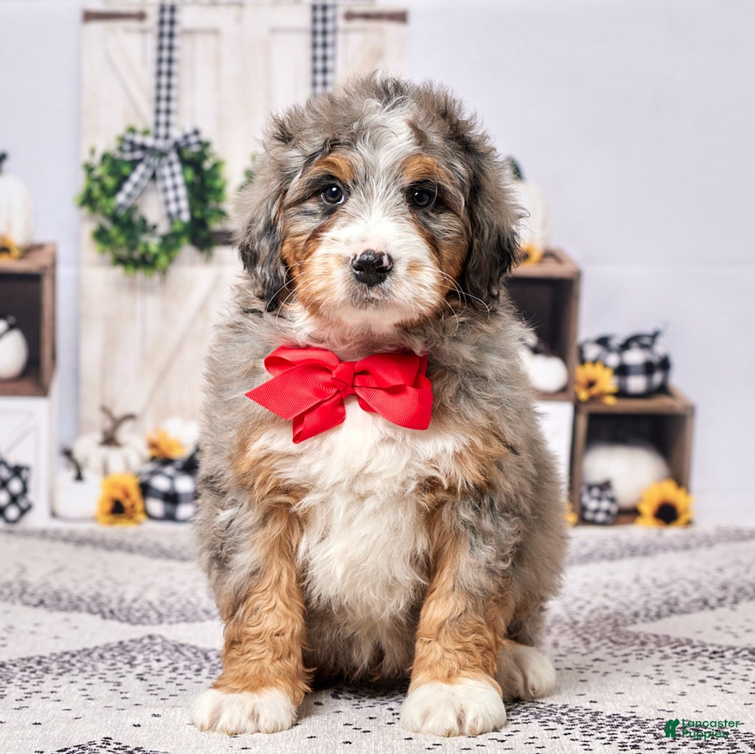 Mini Bernedoodle dogs for sale: Reggie - Ad 2