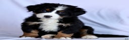 Bernese Mountain Dog dogs for sale: Felicity - Ad 1