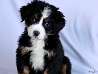 Bernese Mountain Dog dogs Felicity - Ad 14