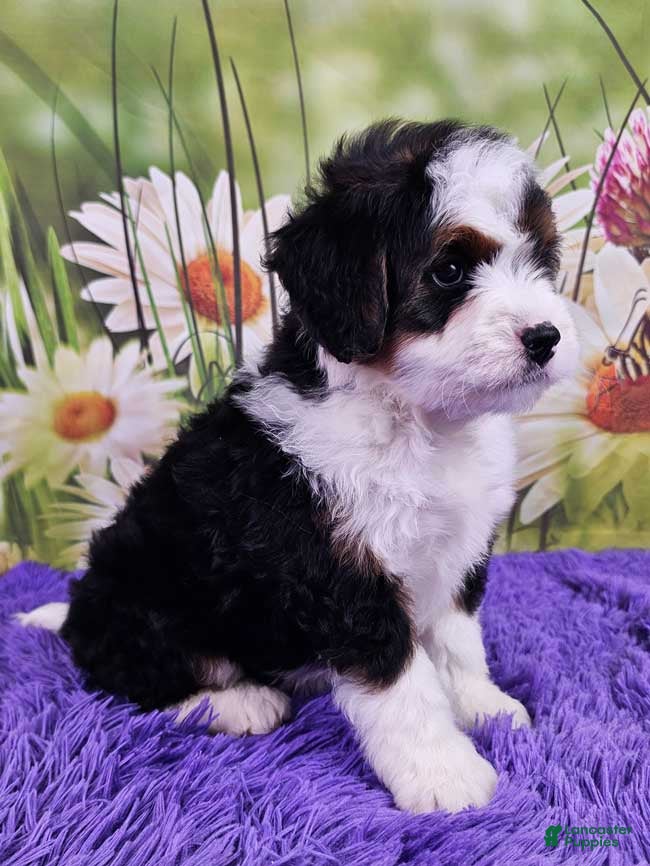 Mini Bernedoodle dogs Daina - Ad 2