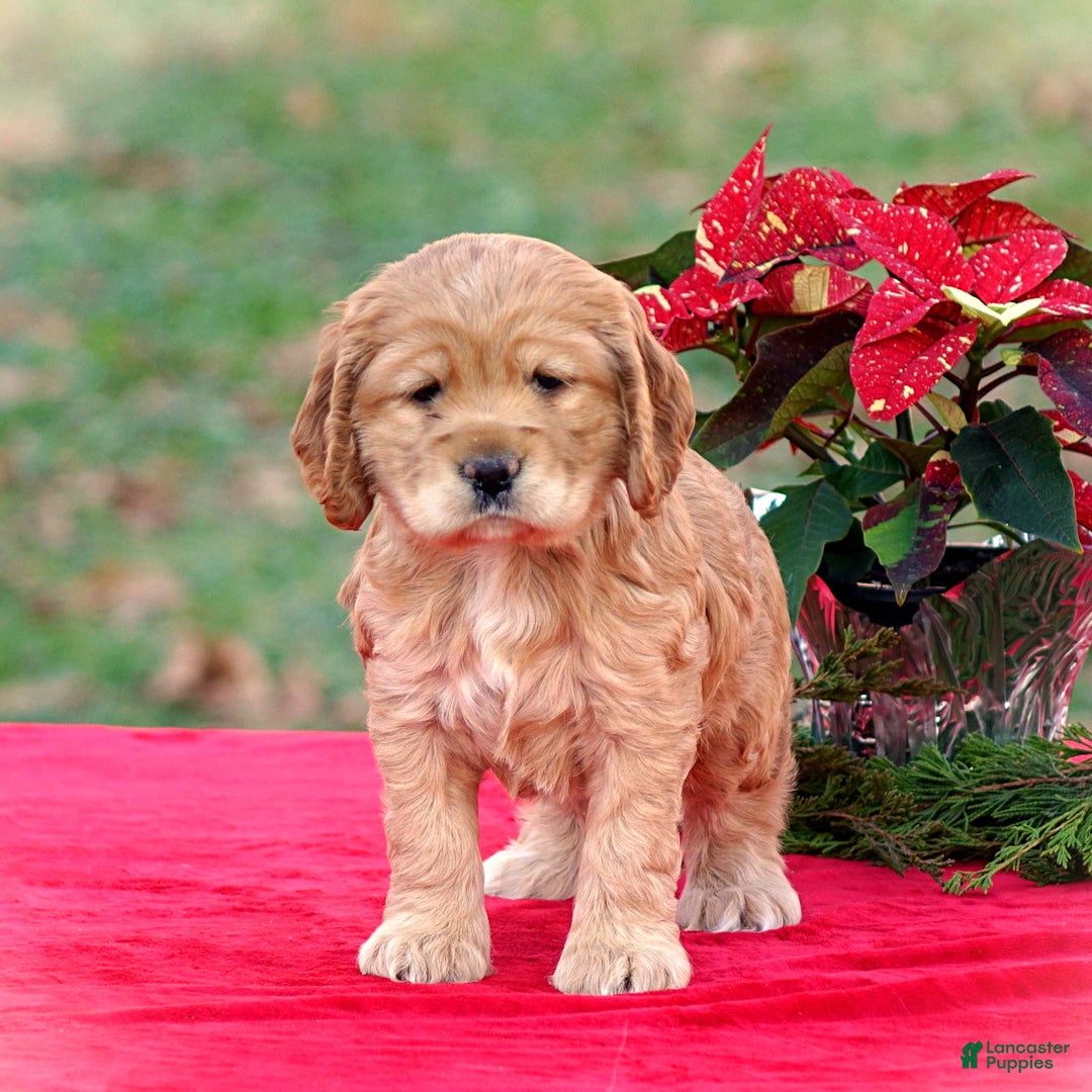 Cocker Spaniel dogs for sale: Jacqueline - Ad 3