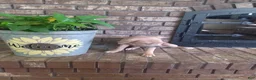 Mixed Breed dogs for sale: Mixed Breed Puppy 2 - Ad 3