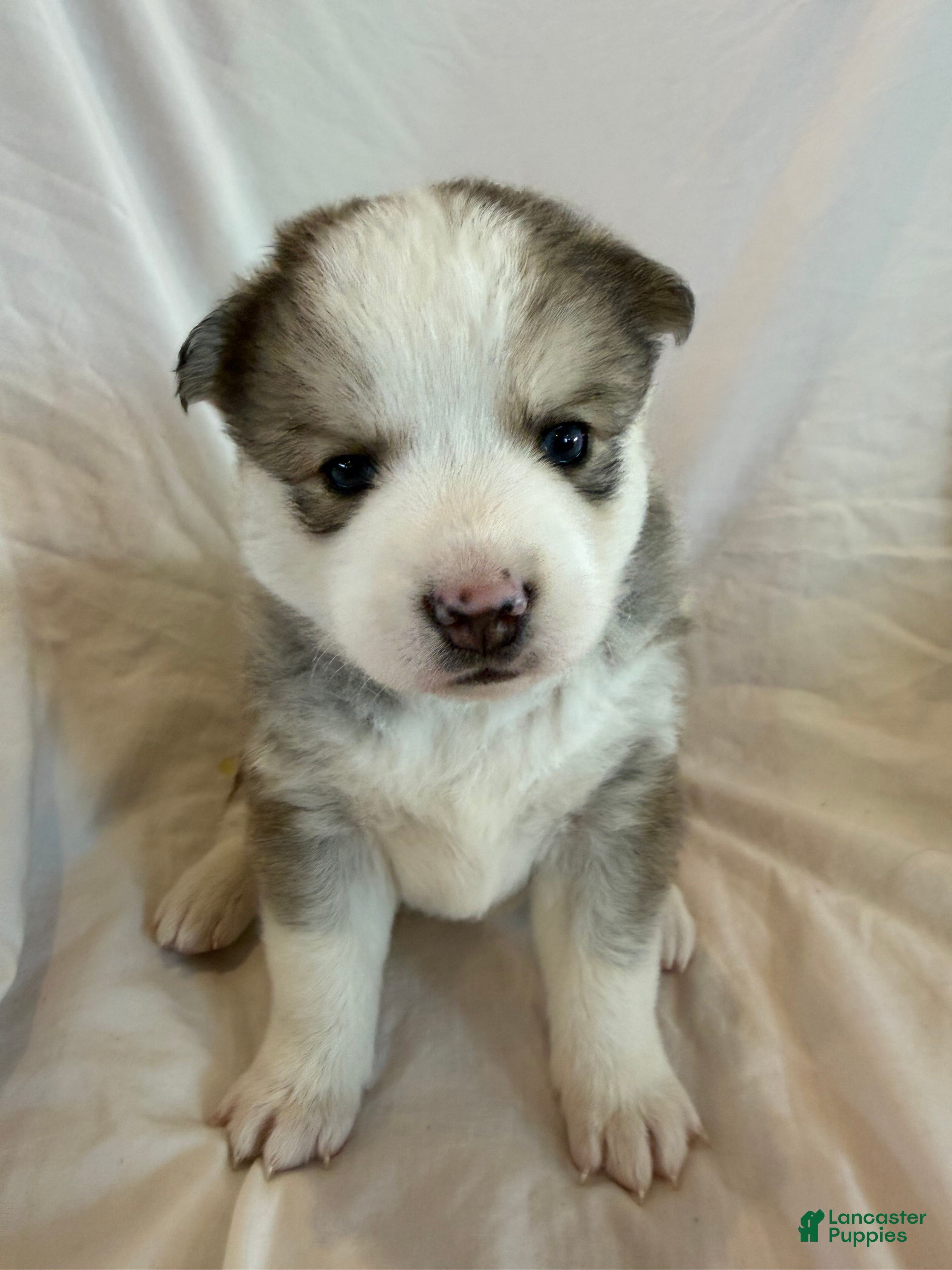 Pomsky dogs Hana - Ad 15