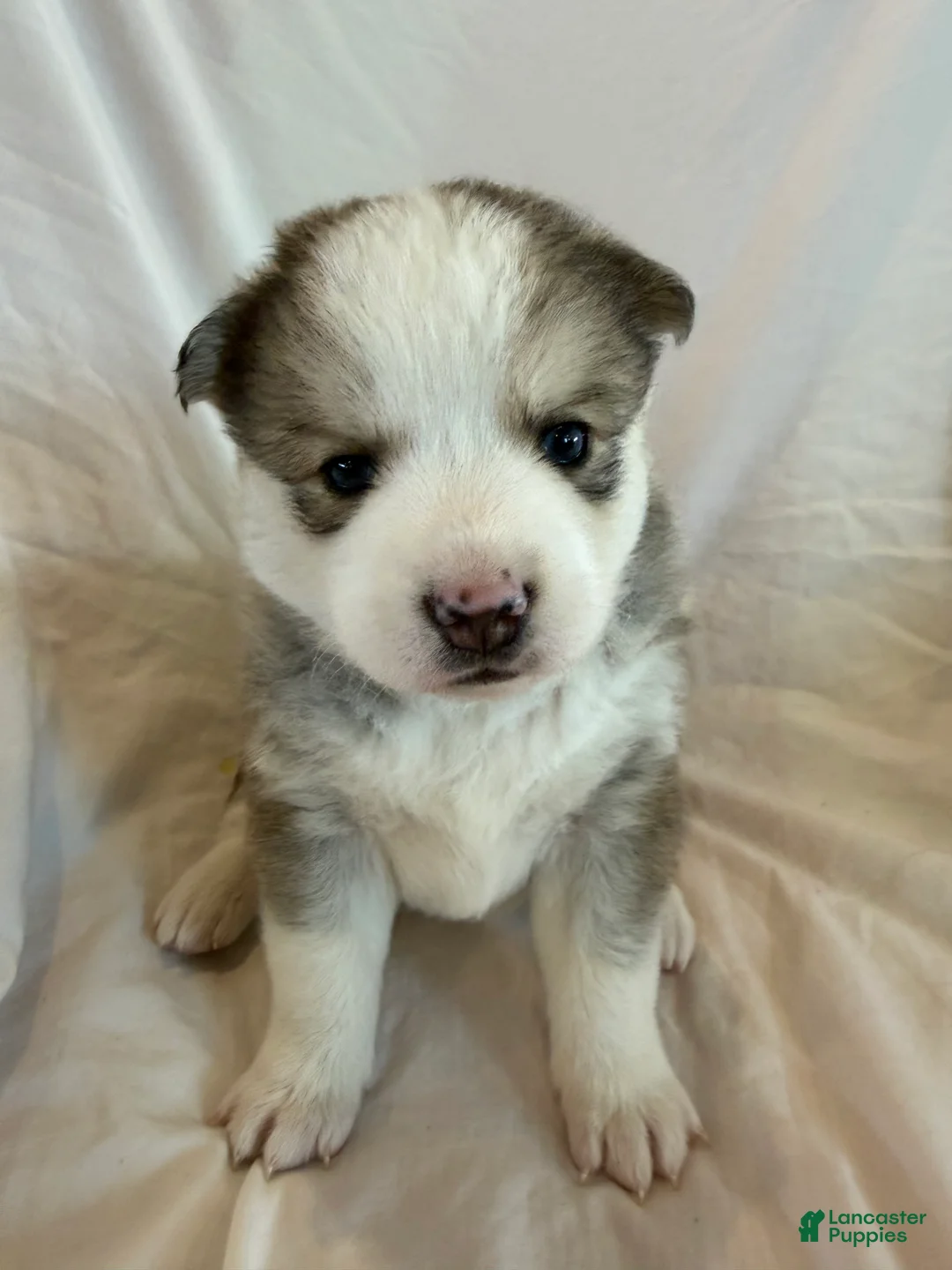 Pomsky dogs for sale: Hana - Ad 1