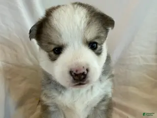 Pomsky dogs Hana - Ad 10