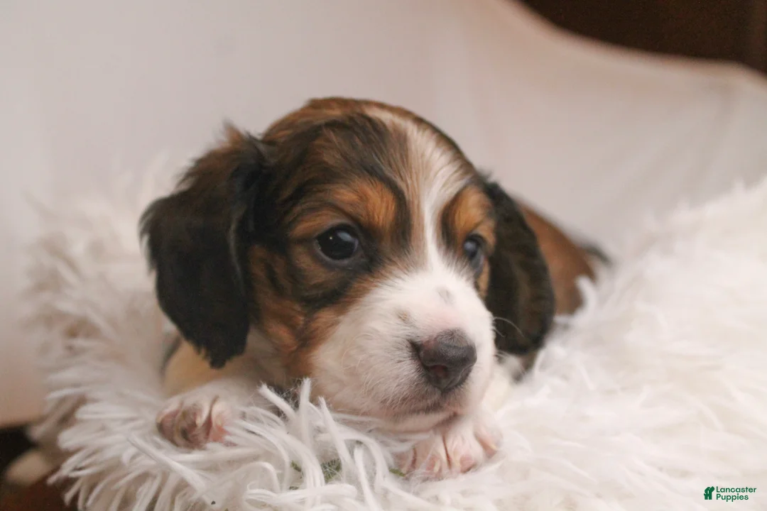 Dachshund dogs for sale: Valentine - Ad 13