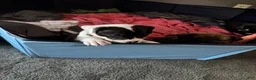 American Pit Bull Terrier dogs for sale: American Pit Bull Terrier 3 - Ad 14