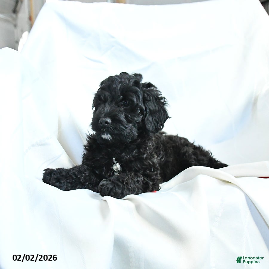 Cockapoo dogs Buster - Ad 2