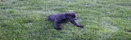 Cane Corso dogs for sale: Balinda - Ad 7