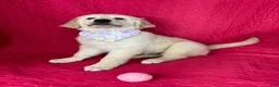 Golden Retriever dogs for sale: Gracie - Ad 3