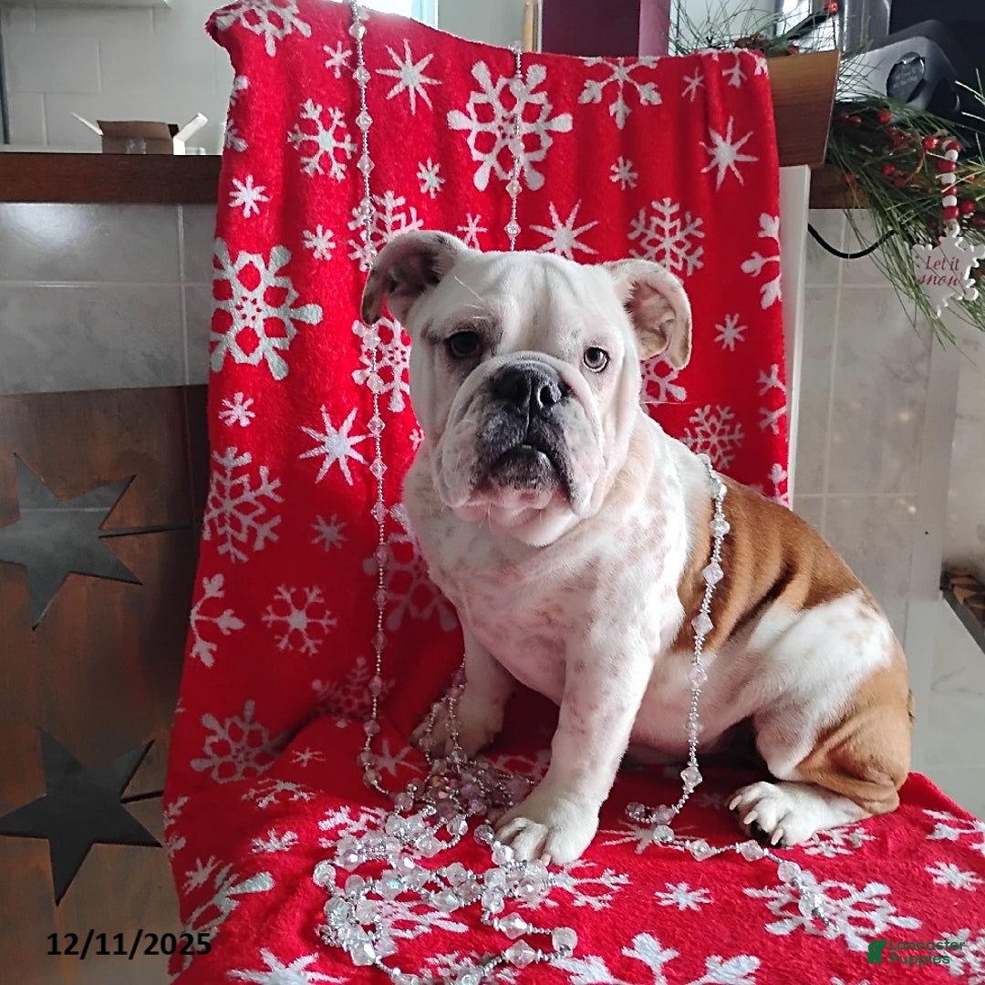 English Bulldog dogs for sale: Renita - Ad 8