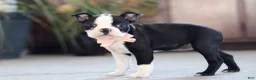 Boston Terrier dogs for sale: Marla - Ad 3