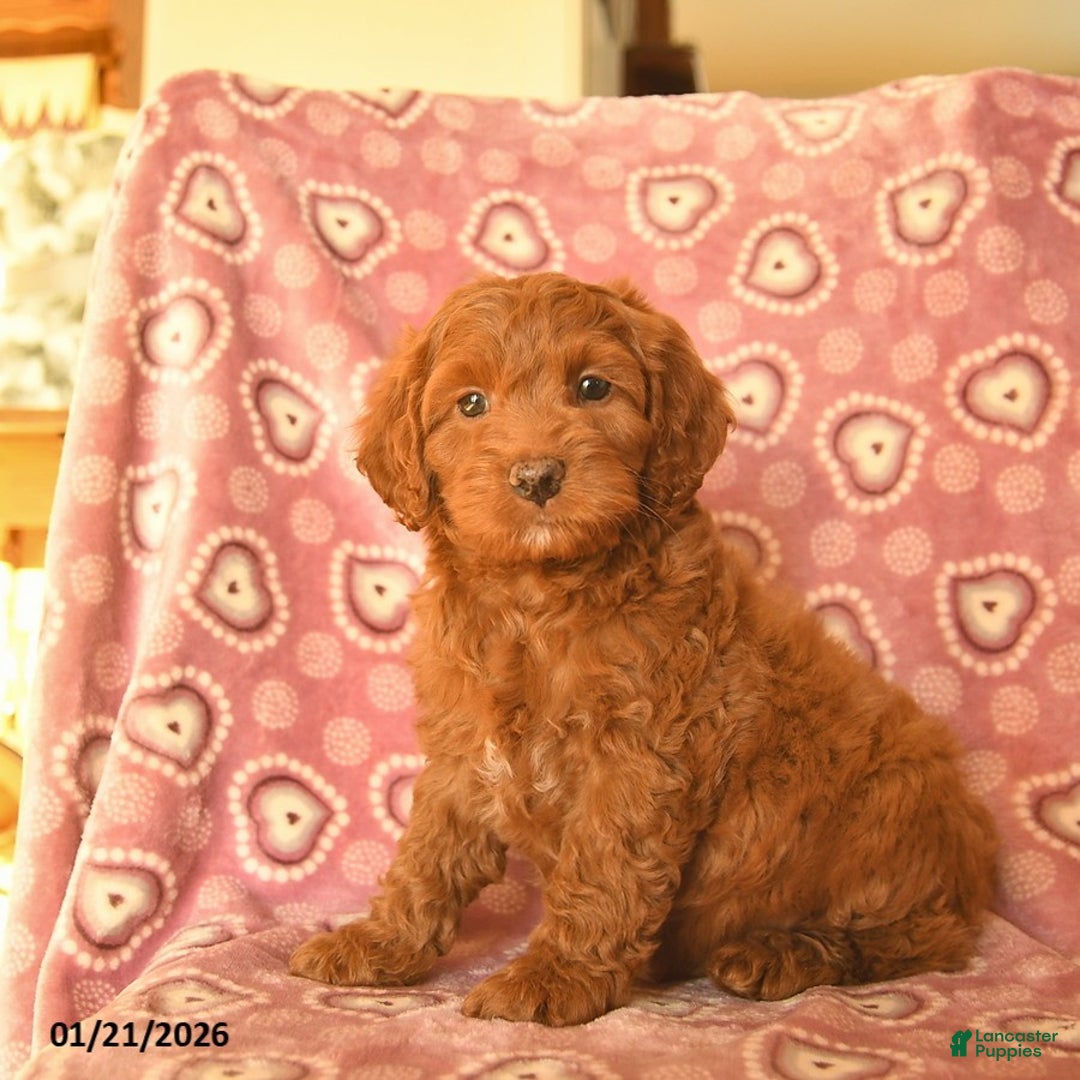 Cockapoo dogs for sale: Dax  - Ad 1