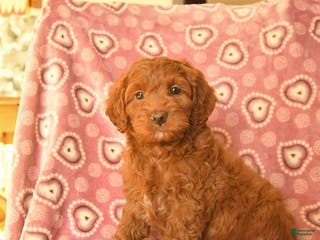 Cockapoo dogs Dax - Ad 9