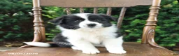 Mixed Breed dogs for sale: Daphne - Ad 5