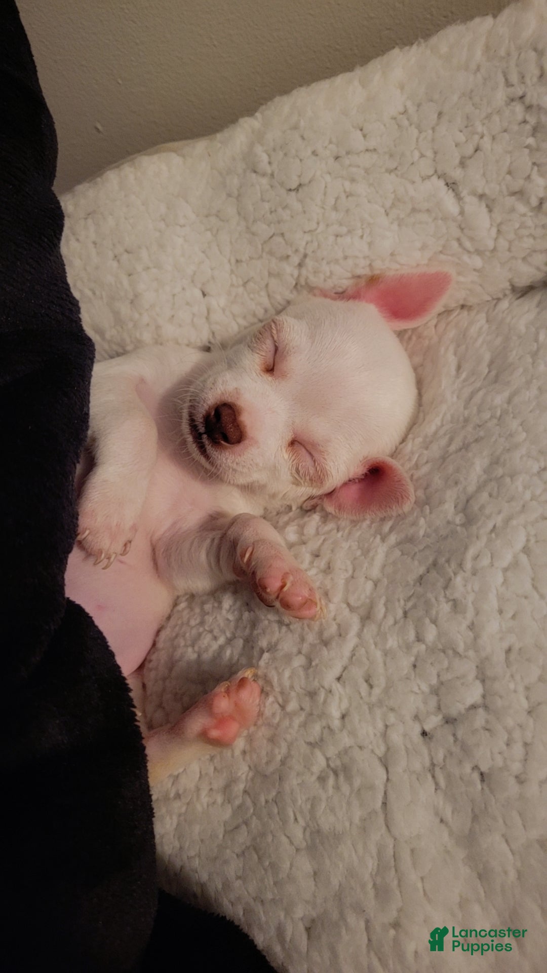 Chihuahua dogs Chihuahua Puppy 2 - Ad 36