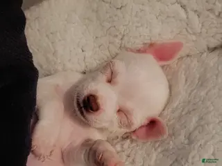 Chihuahua dogs Chihuahua Puppy 2 - Ad 9