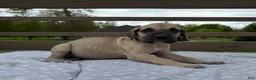 Great Dane dogs for sale: Rotini (Red) - Ad 4