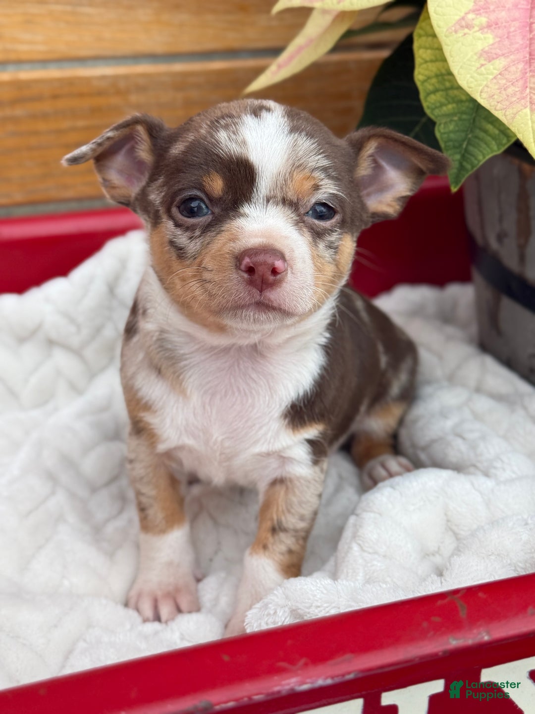 Chihuahua dogs for sale: Chestnut - Ad 1