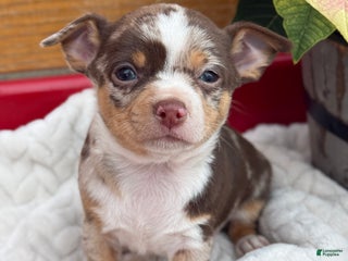 Chihuahua dogs Chestnut - Ad 4