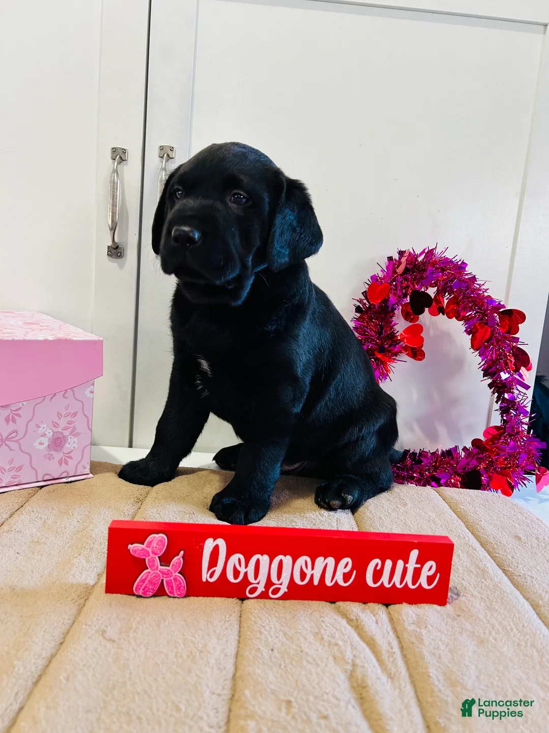 Labrador Retriever dogs for sale: Badger - Ad 4