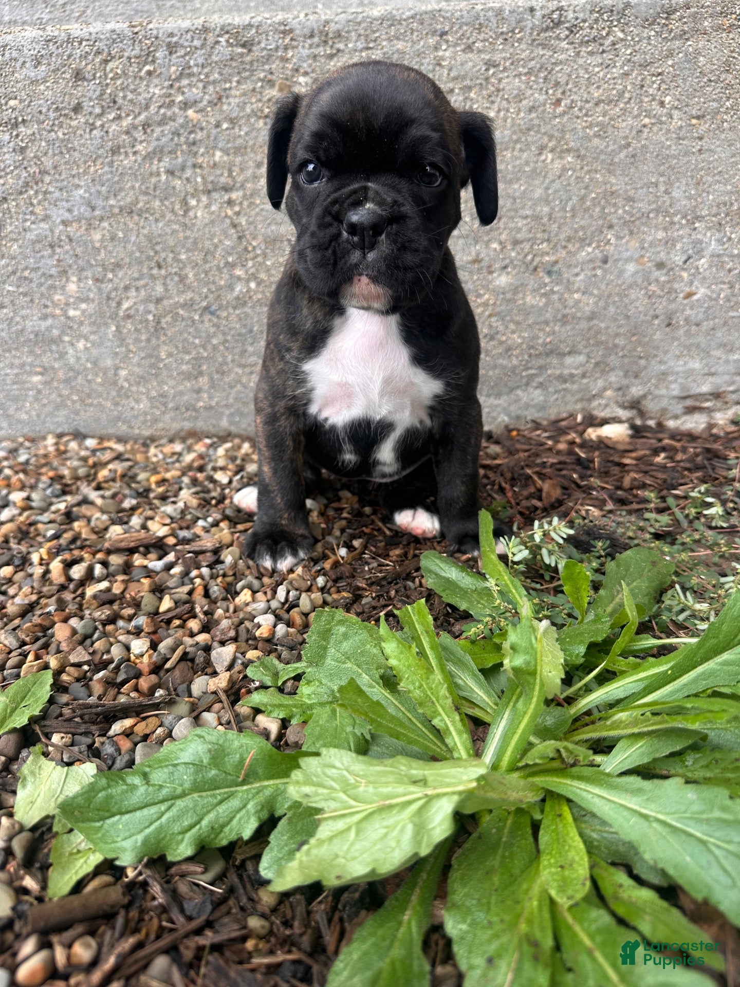Boxer dogs for sale: Ember - Ad 3
