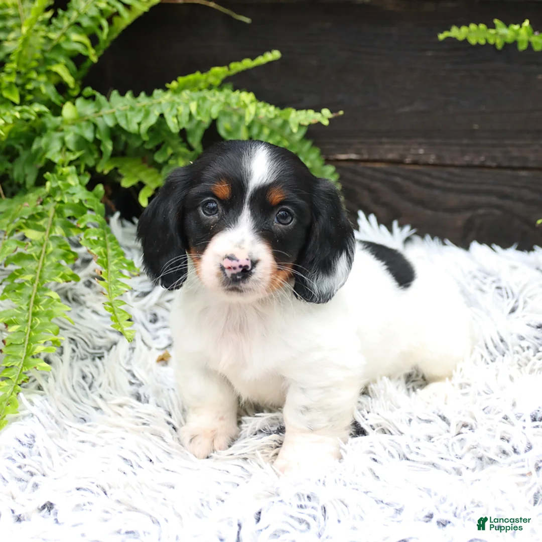 Miniature Dachshund dogs for sale: Dozer - Ad 2