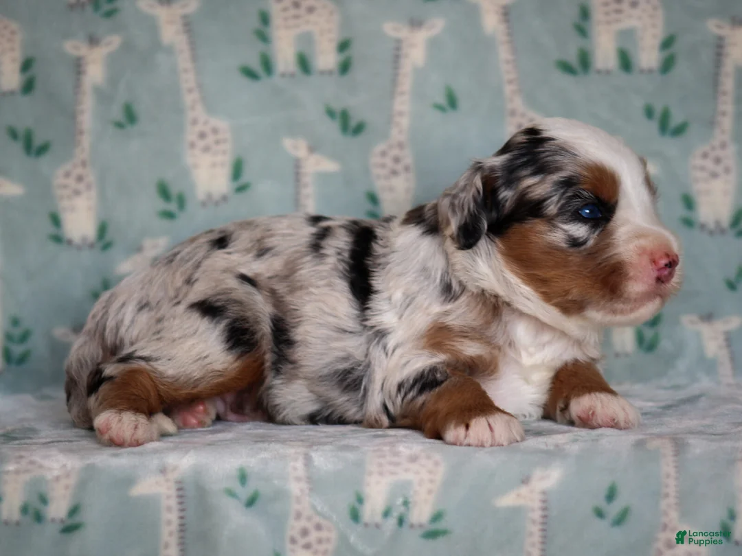 Mini Bernedoodle dogs for sale: Zip - Ad 2