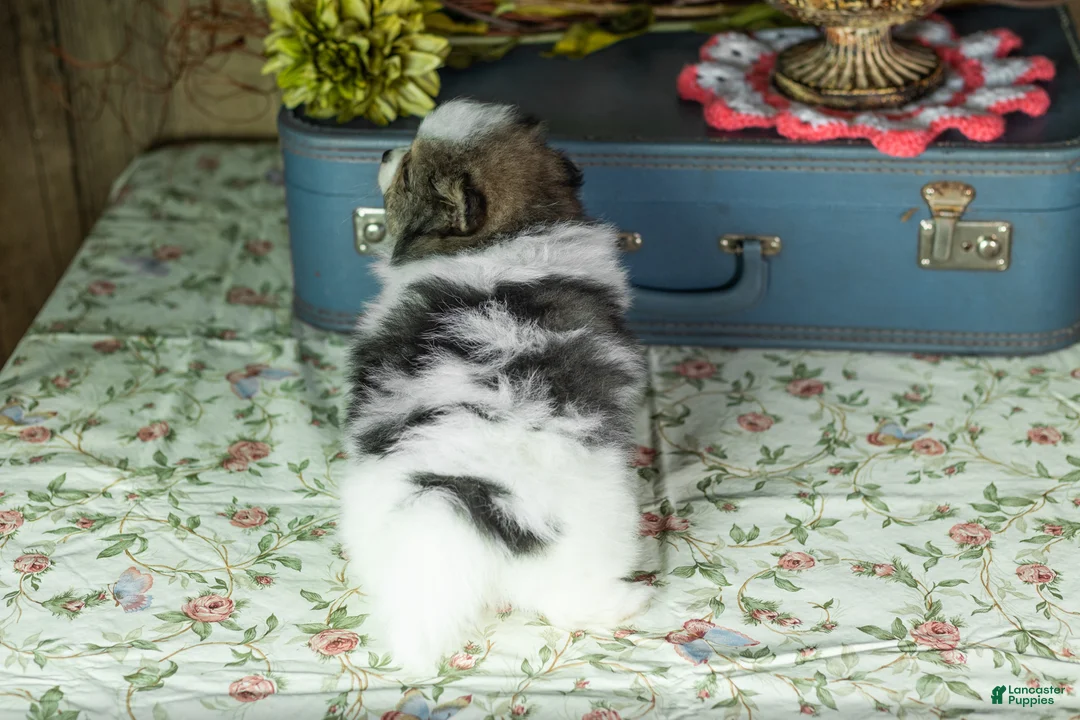 Pomeranian dogs for sale: Puffer - Ad 5