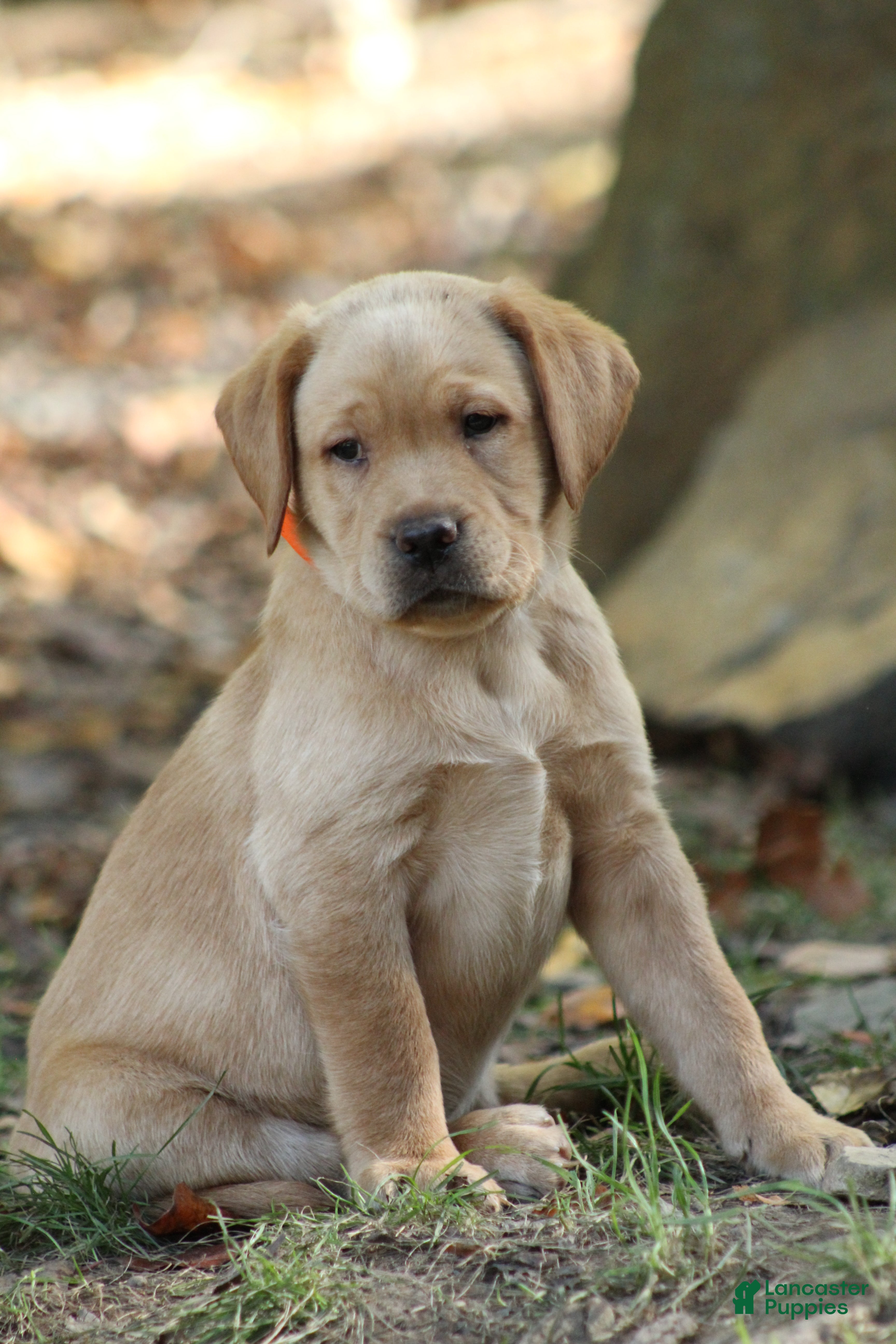 Labrador Retriever dogs Simba - Ad 1