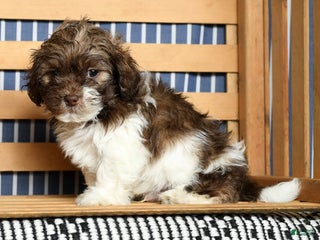Shihpoo dogs - Ad 21