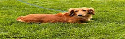 Dachshund dogs for sale: Rhea - Ad 4