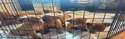 Dogue De Bordeaux dogs for sale: Dogue De Bordeaux Puppy 5 - Ad 54