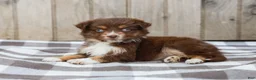 Australian Shepherd dogs for sale: Rosa - Ad 4