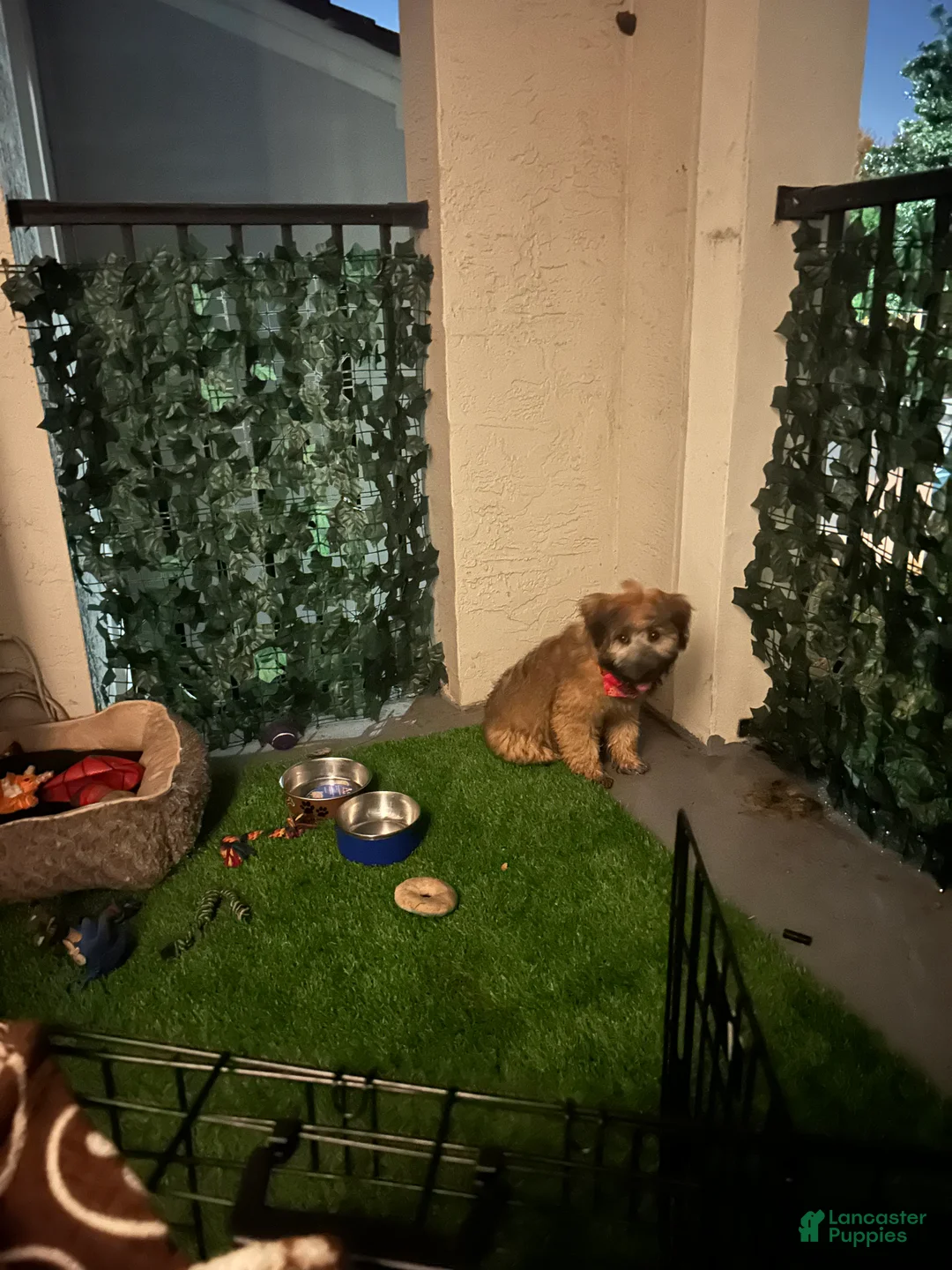 Soft Coated Wheaten Terrier dogs for sale: Soft Coated Wheaten Terrier Puppy 1 - Ad 1