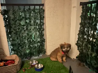 Soft Coated Wheaten Terrier dogs Soft Coated Wheaten Terrier Puppy 1 - Ad 1