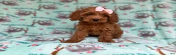 Cockapoo dogs for sale: Remi - Ad 2