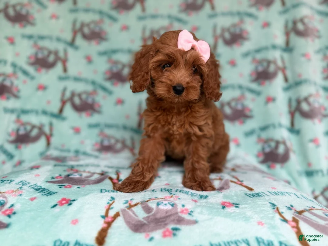 Cockapoo dogs for sale: Remi - Ad 2