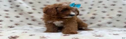 Cavapoo dogs for sale: Bailey - Ad 4