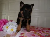 German Shepherd Puppy 9 Derek