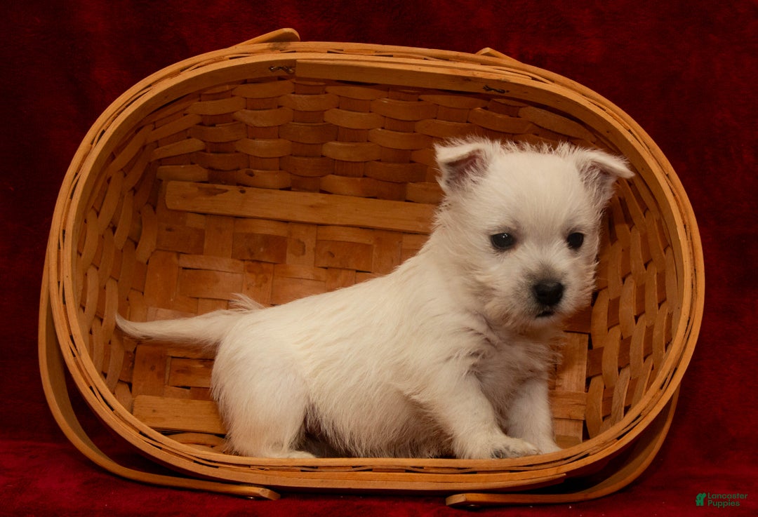 West Highland Terrier dogs for sale: Cupid - Ad 2