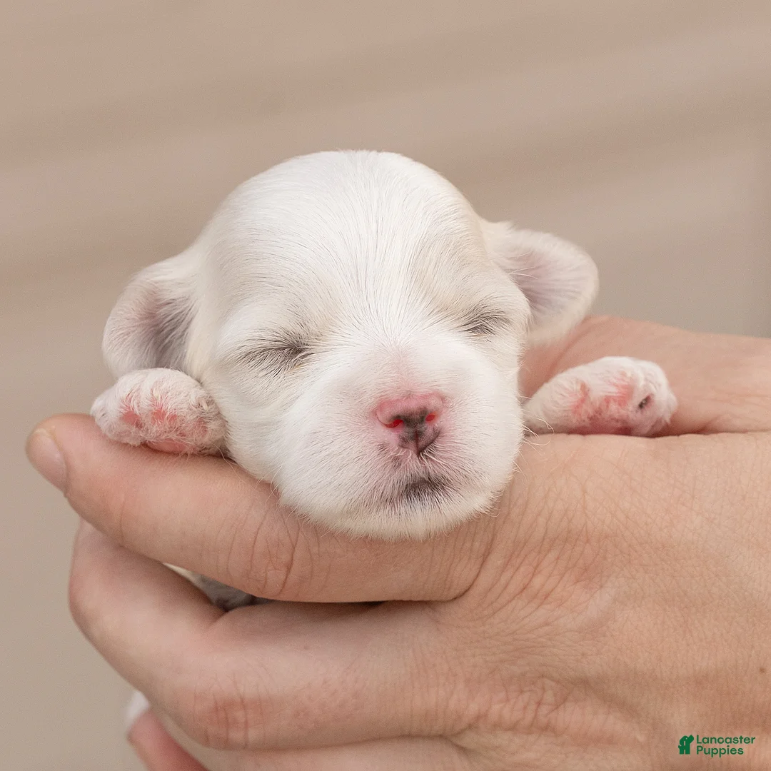 Maltese dogs for sale: Lacie Maltese  - Ad 1