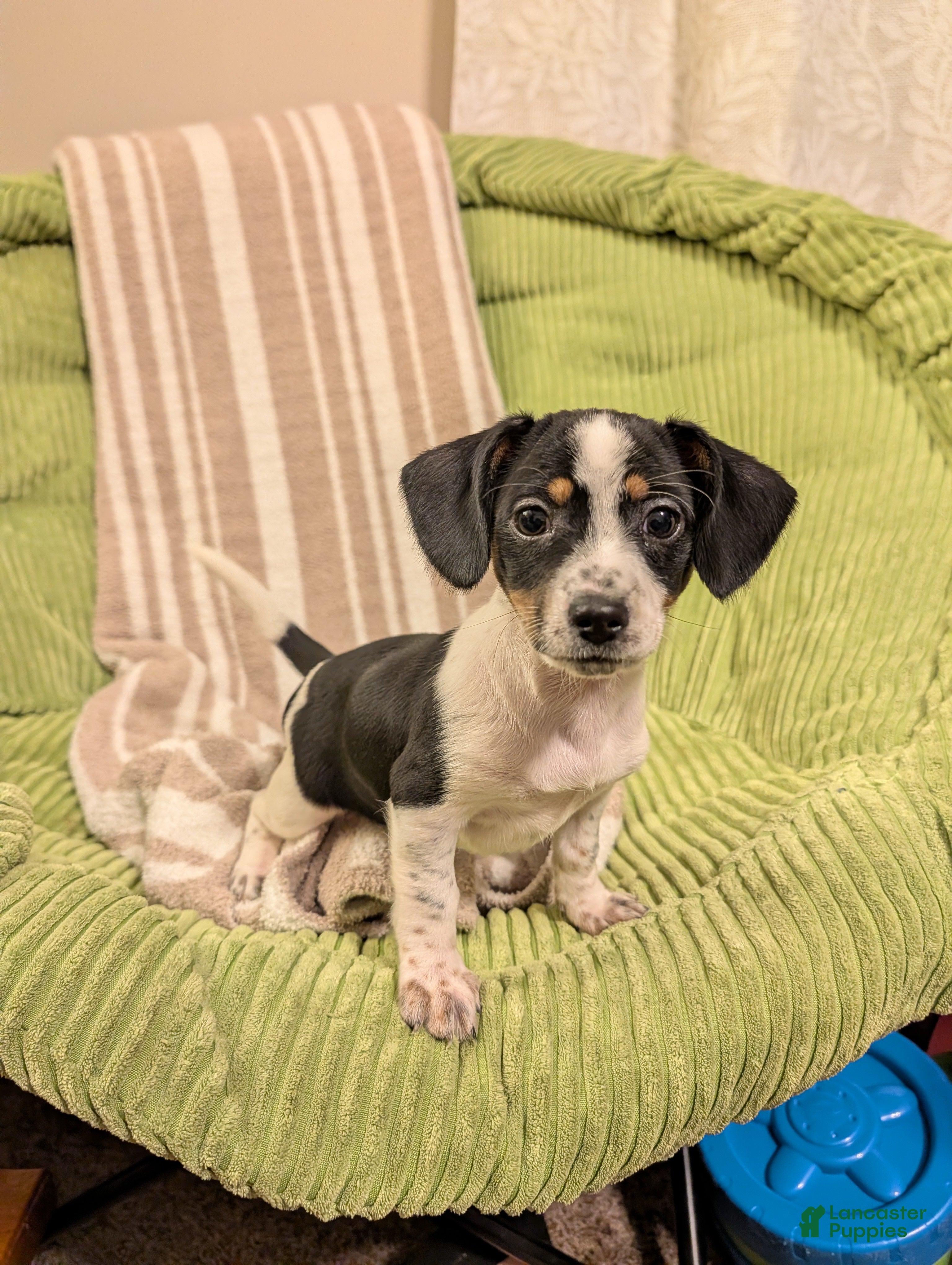 Mixed Breed dogs Pixie - Ad 25