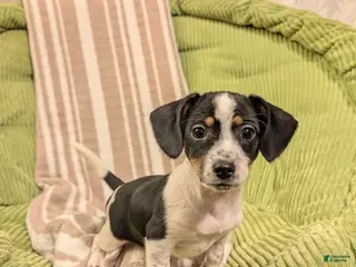 Mixed Breed dogs Pixie - Ad 25