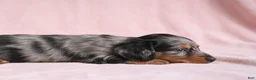 Miniature Dachshund dogs for sale: AKC King - Ad 7
